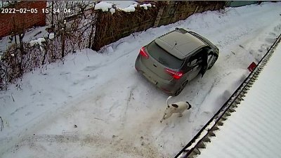 В Челябинской области камеры сняли, как женщина выкидывает на улицу собаку