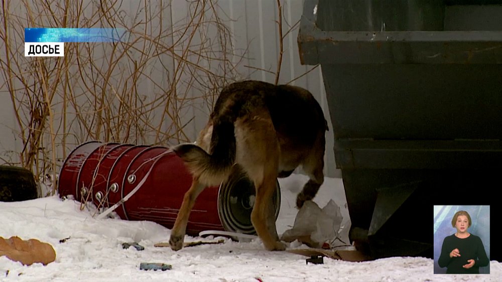 Надзор за уличными животными усилят