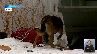 Надзор за уличными животными усилят