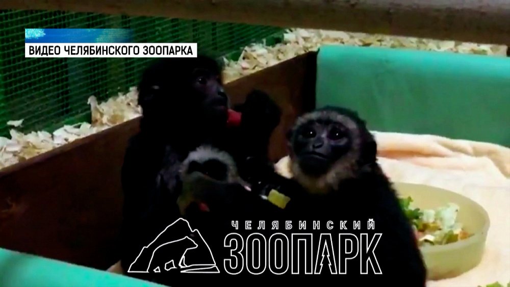 Жизнь гиббонов в Челябинском зоопарке