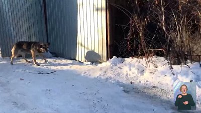 Волонтеры просят наказать тех, кто выбрасывает собак