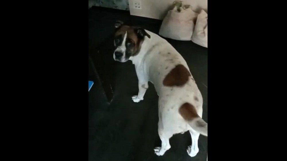 Нашлась хозяйка брошенного в садах под Челябинском пса