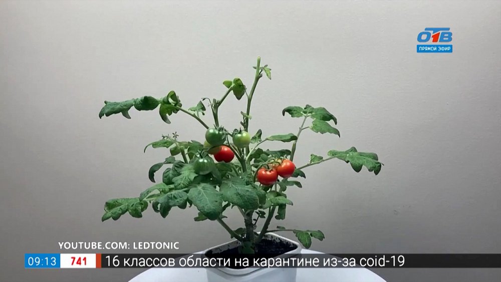 Томаты «Гном» в рубрике «Руки садовода»