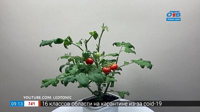 Томаты «Гном» в рубрике «Руки садовода»