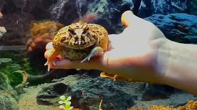 В Челябинском зоопарке сняли на видео лягушку — украшенную рогатку и ресничных гекконов