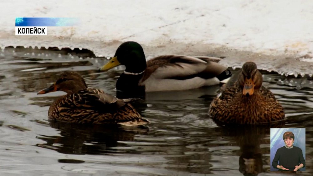 Почему дикие утки зимуют на Южном Урале?