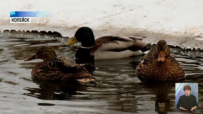 Почему дикие утки зимуют на Южном Урале?