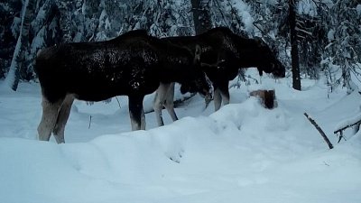 На Таганае удалось записать редкий голос лося