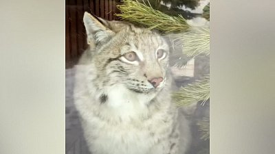 В Челябинском зоопарке переполошились дикие кошки