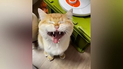 Мех и смех: нагоняй хозяину, панда на работе и кот, которому по усам текло