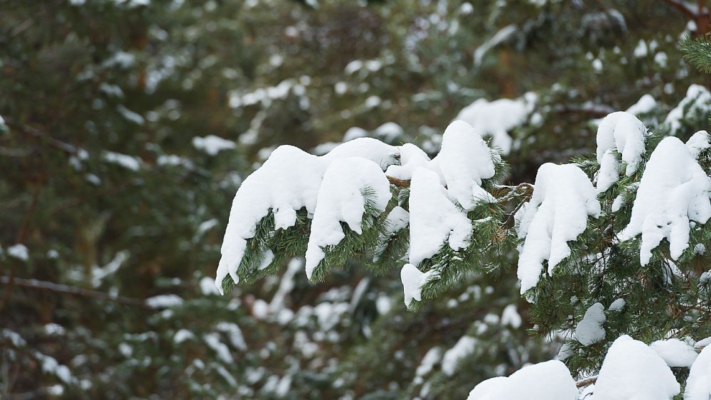 Новую концепцию застройки возле Челябинского бора представят к весне