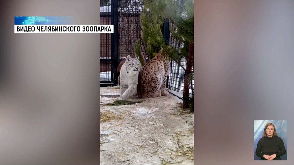 Как устроить кошачий переполох