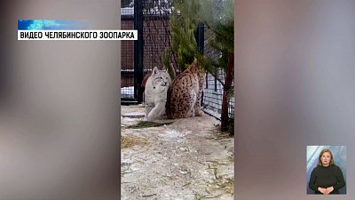 Как устроить кошачий переполох