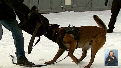 Как защититься от собак?