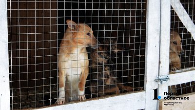 Фоторепортаж: как живут бездомные животные в приюте под Челябинском