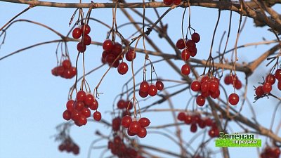 Зеленая передача 10.02.2022