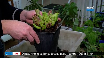 Растения — хищники спасут дом от мух и комаров! в рубрике «Руки садовода»