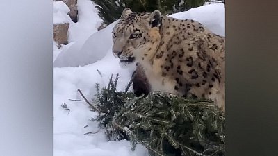 Чистку зубов снежного барса Ермака в Челябинском зоопарке сняли на видео