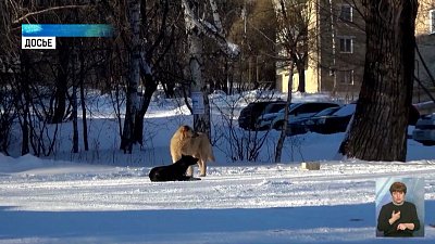 Чипирование не решает проблему агрессии животных