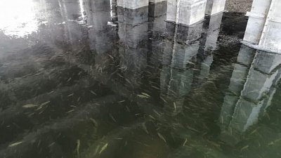 В Кыштыме спасают рыбу от вымирания