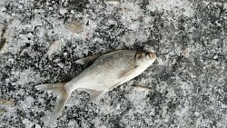 В Кыштыме спасают рыбу от вымирания