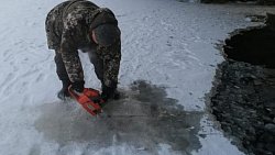 В Кыштыме спасают рыбу от вымирания