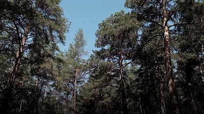 Красоты Челябинской области — Кичигинский бор