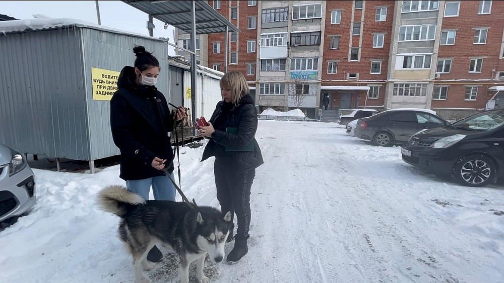 Покусавшую семилетнего ребенка собаку передали в приют