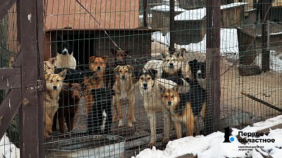 В Челябинске больше бригад будут отлавливать бездомных животных