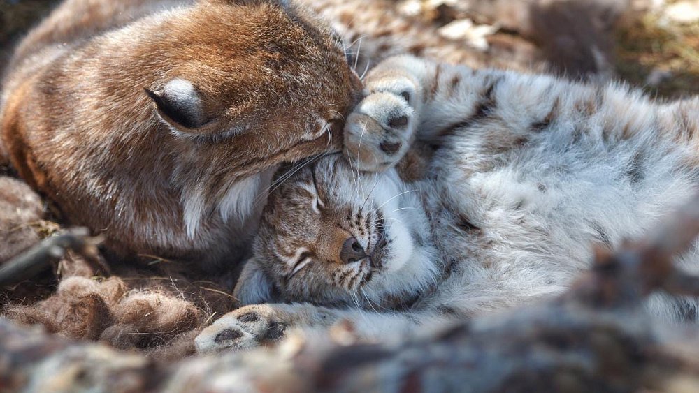 В челябинском зоопарке снежный барс съел рысенка 