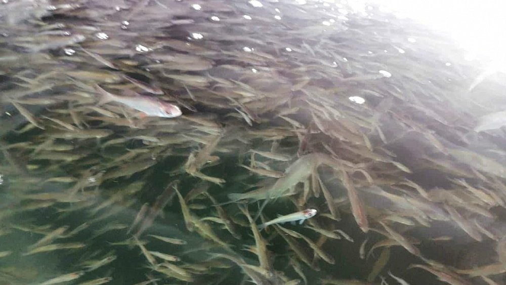 В Минэкологии призвали южноуральцев помочь в спасении рыбы