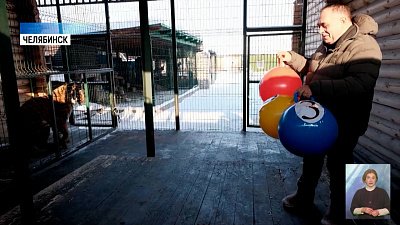 Тигр Гектор предсказал результаты зимних Игр