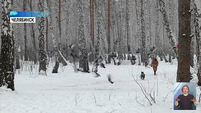 В России чаще стали обращаться к зоопсихологам