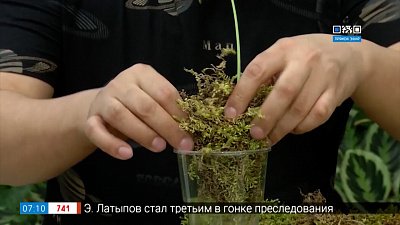 Как посадить алоказию в рубрике «Руки садовода»