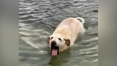 Мех и смех: покер-фейс по-кошачьи, крысиное счастье и всё о вреде купания