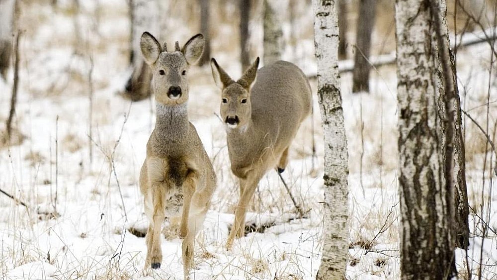 В Челябинской области задержали подозреваемых в незаконной охоте на косуль