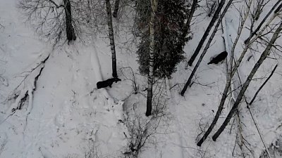 В нацпарке «Таганай» сняли лосиную трапезу