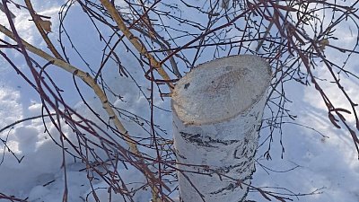 Жители Чурилово сообщили о незаконной рубке деревьев