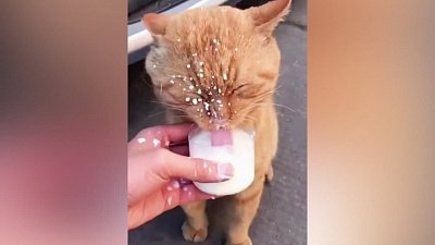 Мех и смех: молочные брызги, лучшие болельщики и самая вкусная вода