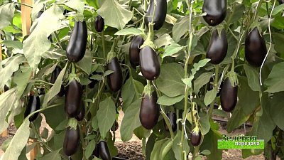 Зеленая передача 17.02.2022