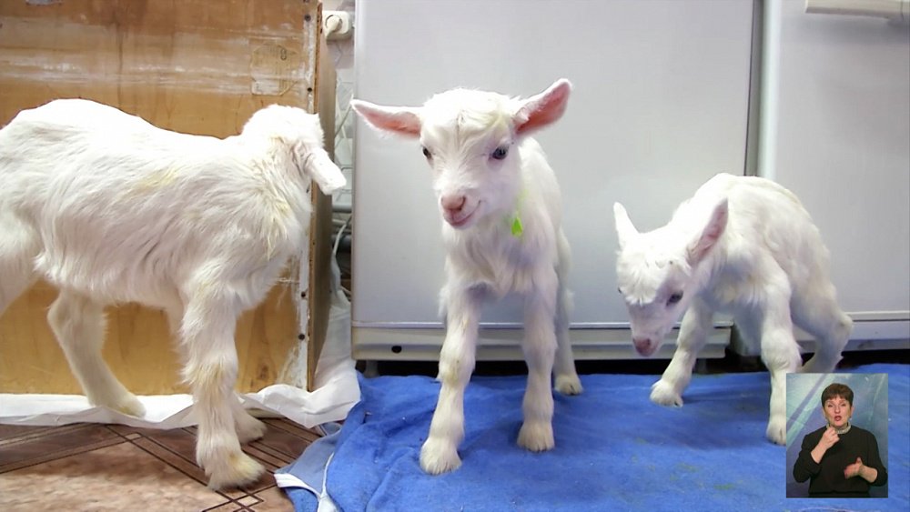 В Коркинском районе козлят выкинули на мороз