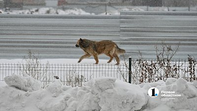 В Коркино собаки, растерзавшие 11‑летнюю девочку, находятся на свободе