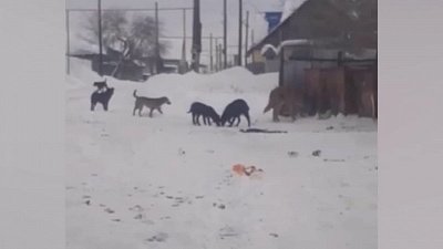 В Коркино 11-летняя девочка серьезно пострадала от нападения стаи собак