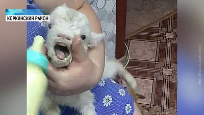 В поселке Первомайский новорожденных козлят выбросили в мусорный бак