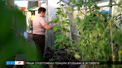 Не допустите опасного вредителя в теплицу в рубрике «Руки садовода»