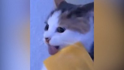 Мех и смех: фен, почесушки и кусочек сыра