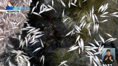 На озере Малый Теренкуль всплыла мертвая рыба