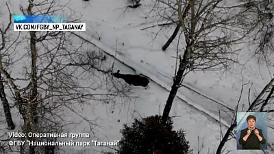 Трапеза лосей попала на видео