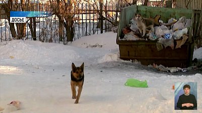 В Коркино стая собак напала на школьницу