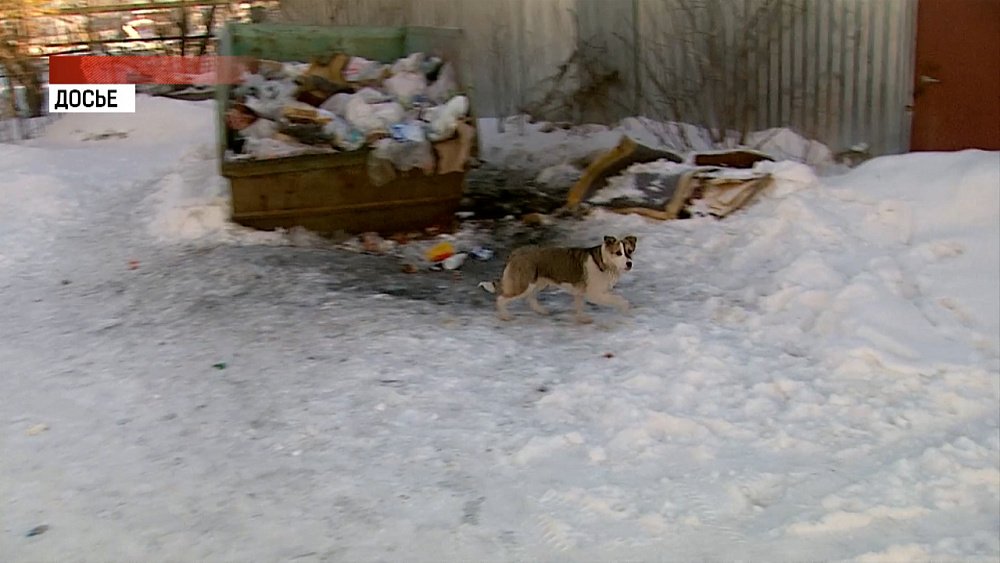 В Коркино стая собак напала на школьницу
